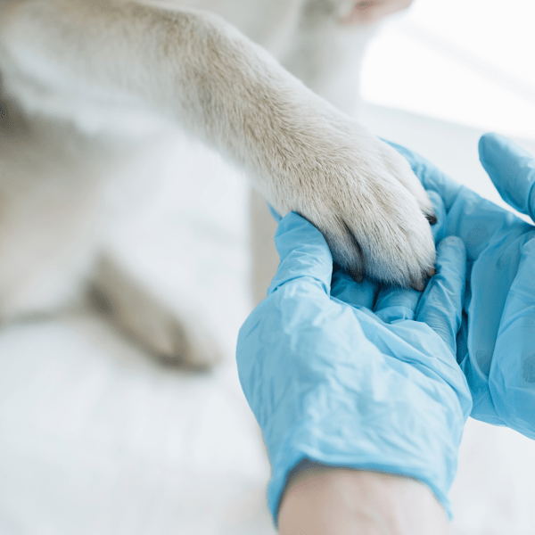cropped image of veterinarian in latex gloves examining dog paw