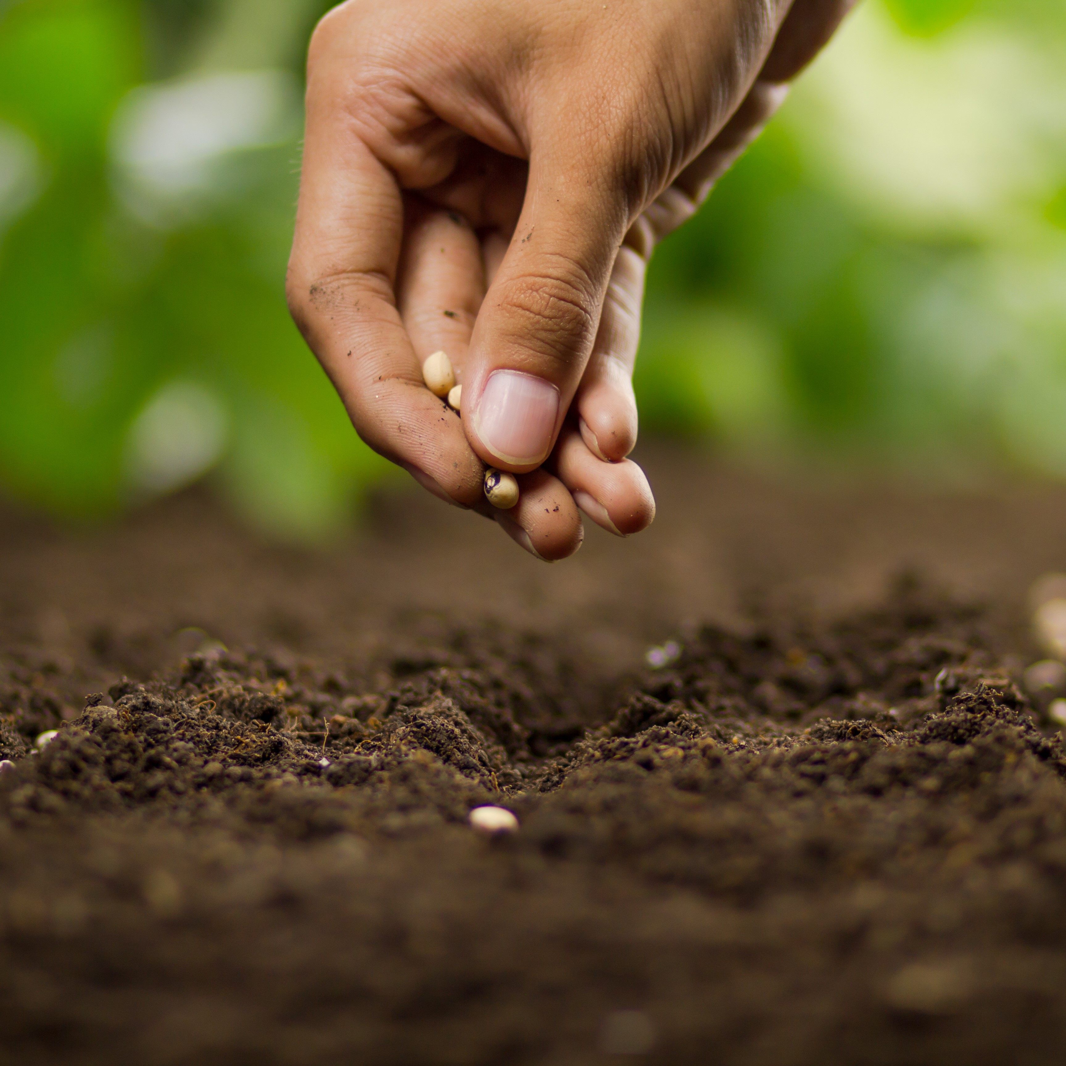 Hand of Expert farmer sowing seeds of vegetable and legumes on loosing soil at nursery farm.