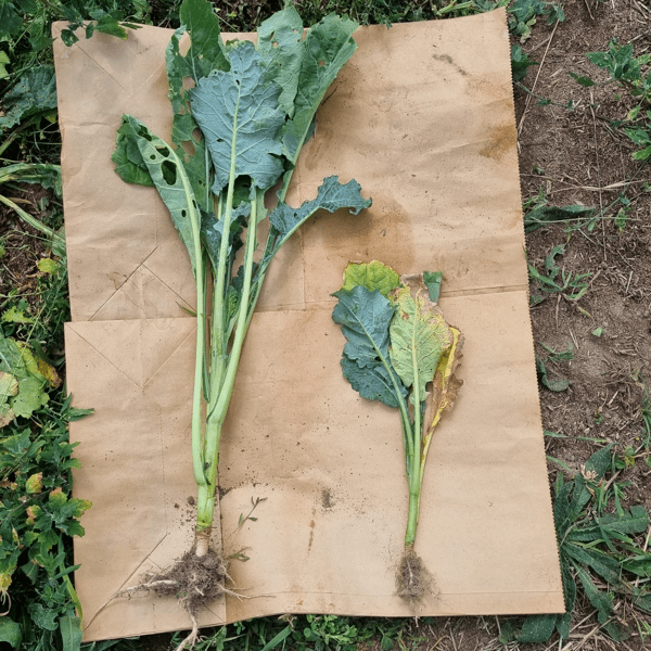 CW_Web_Asset_Garden_Compost_Tile