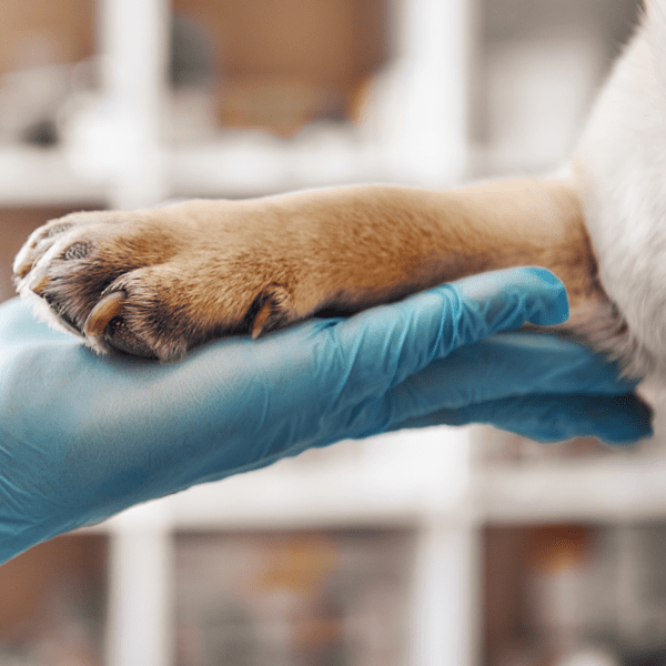 I am your friend. Hand of a veterinarian in a protective glove holding a paw of his patient during while working at veterinary clinic