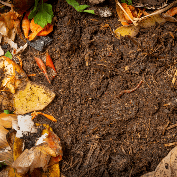 organic living compost in the detail. You can see biodegradable kitchen waste, wood ash, paper, soil and earthworms